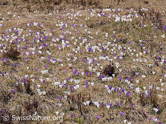 Foto: Alpweide mit Frühlings-Krokussen
Lat.: Crocus albiflorus
Familie: Iridaceae