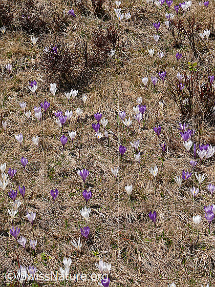 Foto: Frühlings-Krokusse in grosser Anzahl.
Lat.: Crocus albiflorus
Familie: Iridaceae