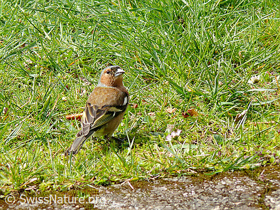 Foto: Buchfink auf Nahrungssuche
Lat.: Fringilla coelebs
Familie: Singvögel