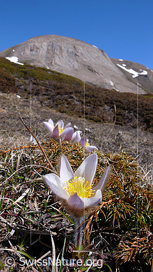 Foto: Frühlinsanemonen (Pelzanemonen) mit Felswand im Hintergrund.
Lat.: Pulsatilla vernalis 
Familie: Ranunculaceae