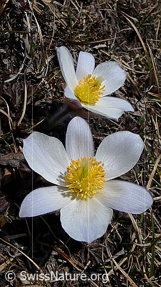 Foto: Weit geöffnete Blüten der Pelzanemonen, Frühlingsanemonen
Familie: Ranunculaceae