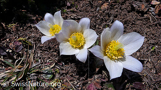 Foto: Bergblumen im Frühjahr.
Pelzanemonen, Frühlingsanemonen 
Lat.: Pulsatilla vernalis 
Familie: Ranunculaceae