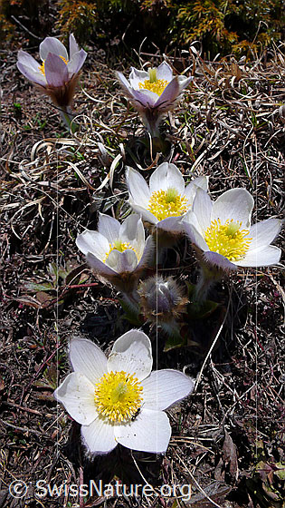 Foto: Pelzanemonen, Frühlingsanemonen 
Lat.: Pulsatilla vernalis 
Familie: Ranunculaceae