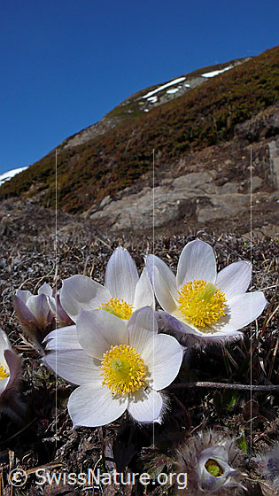 Foto: Pelzanemonen, Frühlingsanemonen in einer Gruppe an Berghang. Darüber blauer Himmel.
Lat.: Pulsatilla vernalis 
Familie: Ranunculaceae