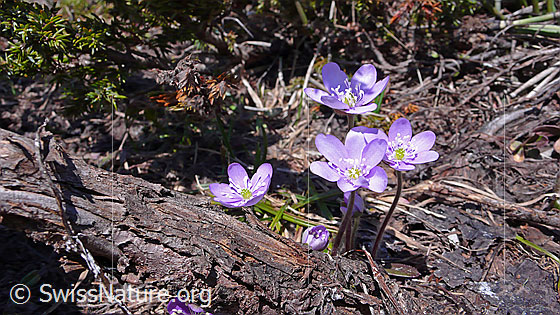 Foto: Gruppe Leberblümchen
Lat.: Hepatica nobilis 
Familie: Hahnenfussgewächse