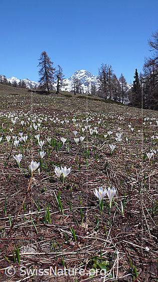 Foto: Bergwiese mit zahlreichen Frühlingskrokussen. Im Hintergrund sind einige Lärchen und das Ofenhorn zu sehen.
Lat.: Crocus albiflorus
Familie: Iridaceae