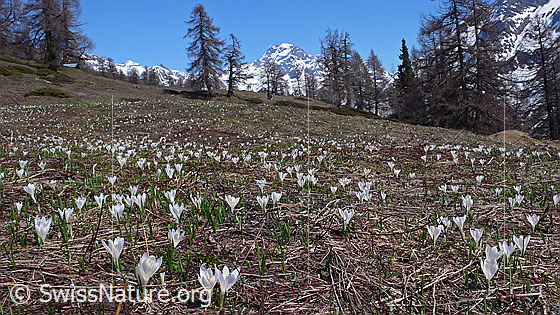Foto: Bergwiese mit zahlreichen, weissen Frühlingskrokussen. Im Hintergrund sind einige Lärchen und das Ofenhorn zu sehen.
Lat.: Crocus albiflorus
Familie: Iridaceae