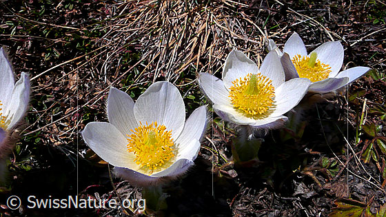 Foto: Gruppe Pelzanemonen, Frühlingsanemonen 
Lat.: Pulsatilla vernalis 
Familie: Ranunculaceae