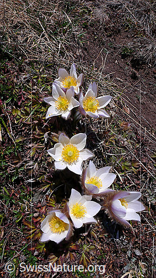 Foto: Grosse Gruppe Pelzanemonen, Frühlingsanemonen 
Lat.: Pulsatilla vernalis 
Familie: Ranunculaceae