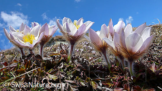 Foto: Bergfrühling mit mehreren Pelzanemonen (Frühlingsanemonen) und blauem Himmel. Kaum ist der Schnee weg, blühen die Pelzanemonen. Einen Teil der Flüssigkeit nehmen sie über die feinen Haare auf.
Lat.: Pulsatilla vernalis 
Familie: Ranunculaceae (Hahnenfussgewächse)
Unterfamilie: Ranunculoideae
Gattung: Pulsatilla