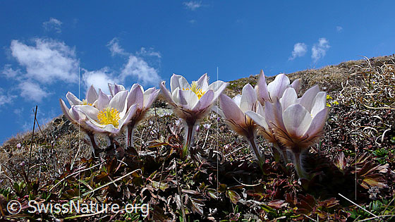 Foto: Bergfrühling mit mehreren Pelzanemonen (Frühlingsanemonen) und blauem Himmel.
Lat.: Pulsatilla vernalis 
Familie: Ranunculaceae (Hahnenfussgewächse)
Unterfamilie: Ranunculoideae
Gattung: Pulsatilla
