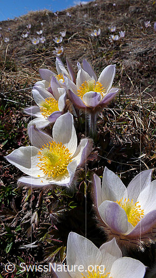 Foto: Zahlreiche Pelzanemonen, Frühlingsanemonen an Berghang.
Lat.: Pulsatilla vernalis 
Familie: Ranunculaceae