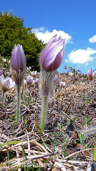 Foto: Bergfrühling mit zahlreichen Pelzanemonen (Frühlingsanemonen) und blauem Himmel.
Lat.: Pulsatilla vernalis 
Familie: Ranunculaceae