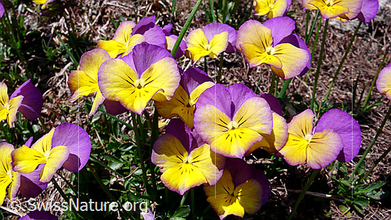 Foto: Langspornige Stiefmütterchen, mehrfarbig
Lat.: Viola calcarate
Familie: Violacea