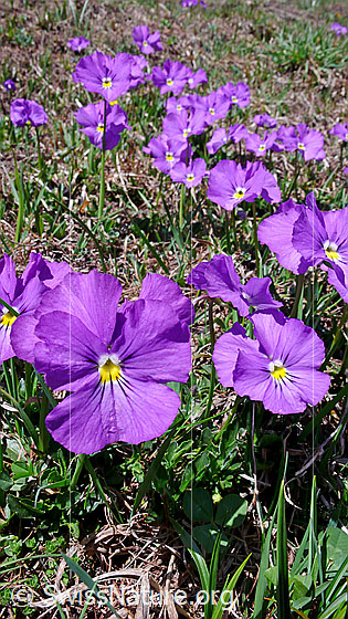 Foto: Langspornige Stiefmütterchen
Lat.: Viola calcarate
Familie: Violacea