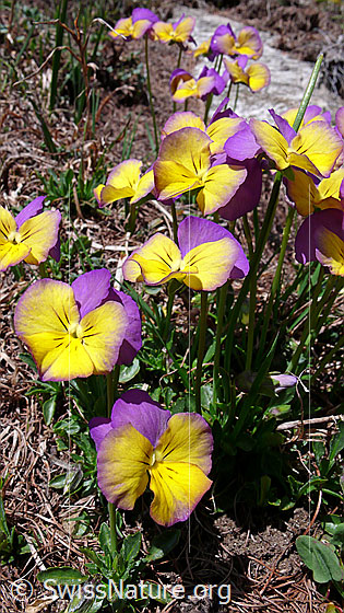 Foto: Langspornige Stiefmütterchen, mehrfarbig
Lat.: Viola calcarate
Familie: Violacea