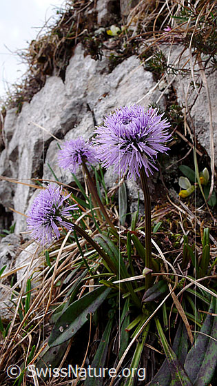 Schaft-Kugelblumen (Globularia nudicaulis)