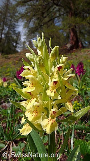 Foto: Gelbes Holunder-Knabenkraut (Dactylorhiza sambucina). Blütenstand.
Umgebung: Magerweide. Höhe: ca. 1800m ü.M.
Lat.: Dactylorhiza sambucina
Familie: Orchidaceae (Orchideen)
Gattung: Dactylorhiza (Knabenkräuter)
