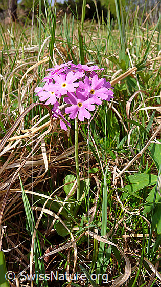 Foto: Mehl-Primel
Lat.: Primula farinosa
Familie: Primulaceae (Schlüsselblumengewächse)
Unterfamilie: Primuloideae
Gattung: Primula (Primeln)