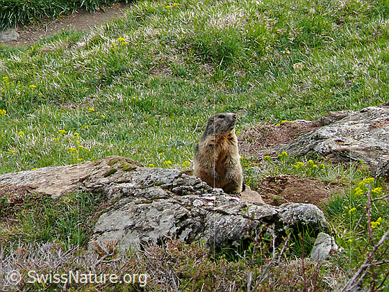 Foto: Murmeltier auf Felsblock neben seinem Bau.
Lat.: Marmota marmota
