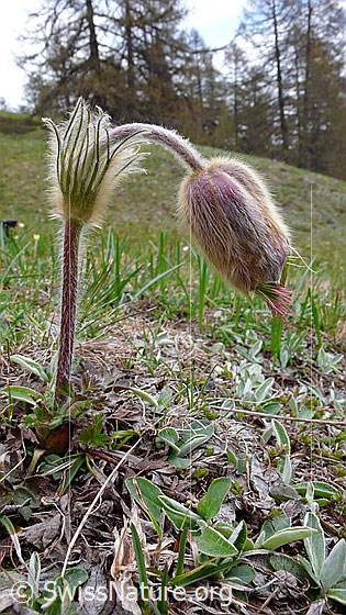 Foto: Verblühte Pelzanemone, Frühlingsanemone. Ansicht von der Seite.
Lat.: Pulsatilla vernalis
Familie: Ranunculaceae