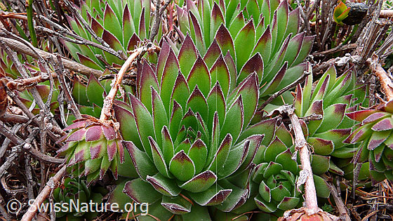 Foto: Blätter des Alpen-Hauswurz 
Lat.: Sempervium tectorum, ssp. alpinum 
Familie: Crassulaceae