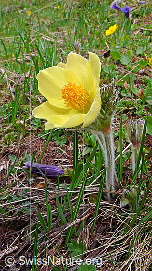 Foto: Schwefel-Anemone
Lat.: Pulsatilla alpina ssp. apiifolia 
Familie: Ranunculaceae