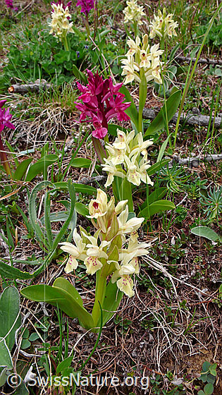 Foto: Dicht stehende rote und gelbe Holunder-Knabenkraut.
Lat.: Dactylorhiza sambucina
Familie: Orchidaceae