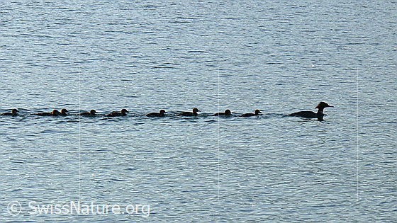 Foto: Tierfamilie unterwegs: Gänsesäger (Mergus merganser) und Kücken schwimmen in einer Reihe vorüber.
Lat.: Mergus merganser
Familie: Anatidae (Entenvögel)