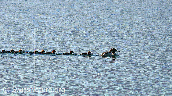 Foto: Wasservögel auf Familienausflug: Gänsesäger (Mergus merganser) mit Kücken schwimmen in langezogener Kolonne vorüber. Ein Junges wird von der Mutter auf dem Rücken getragen.
Lat.: Mergus merganser
Familie: Anatidae (Entenvögel)