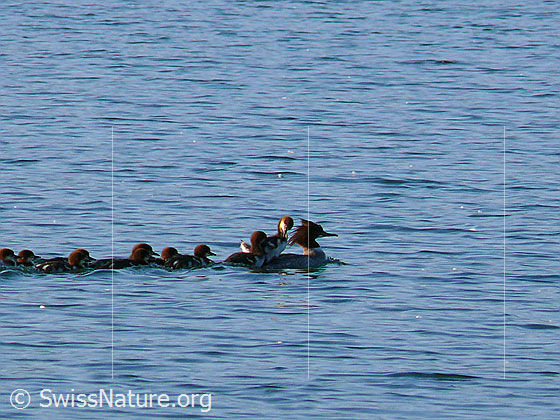 Foto: Schwimmende Gänsesäger (Mergus merganser) mit Kücken. Ein Junges wird von der Mutter auf dem Rücken getragen.
Lat.: Mergus merganser
Familie: Anatidae (Entenvögel)