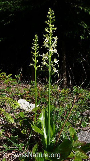 Photo: Platanthera chlorantha. Whole plants (habiti).