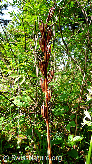 Photo: Platanthera chlorantha. Fruits.