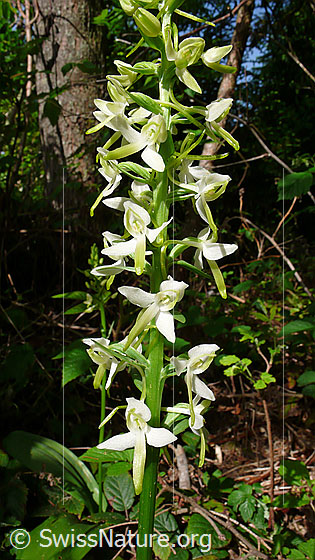 Photo: Platanthera chlorantha. Inflorescence.
