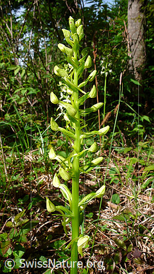 Foto: Grünliches Breitkölbchen (Platanthera chlorantha). Blütenstand.