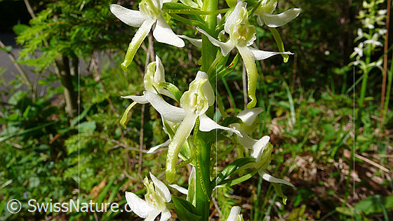 Photo: Platanthera chlorantha. Blossoms.