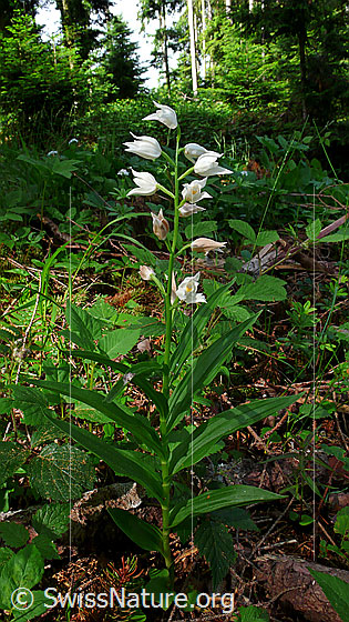 Foto: Langblättriges Waldvögelein (Cephalanthera longifolia). Ganze Pflanze (Habitus).