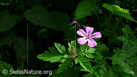 Foto: Ruprechtskraut (Geranium robertianum)