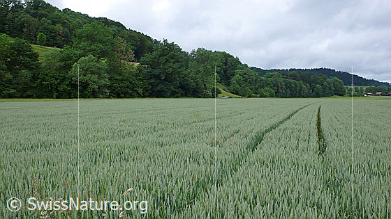 Foto: Weizen im flachen Talboden und bewaldeter Hügelzug im Hintergrund. Ein landwirtschaftliches Fahrzeug hat im Weizenfeld eine Spur hinterlassen. Der Himmel ist bewölkt.