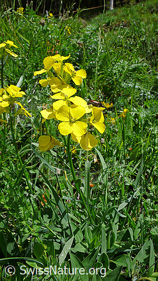 Foto: Raps
Lat.: Brassica napus
Familie: Brassicaceae