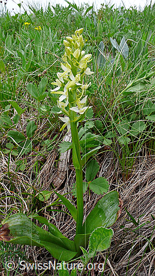 Photo: Platanthera chlorantha. Whole plant (habiti).
Lat.: Platanthera chlorantha
Family: Orchidaceae
Subfamily: Orchidoideae
Genus: Platanthera