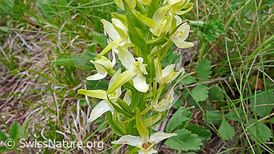 Photo: Platanthera chlorantha. Blossoms.
Lat.: Platanthera chlorantha
Family: Orchidaceae
Subfamily: Orchidoideae
Genus: Platanthera