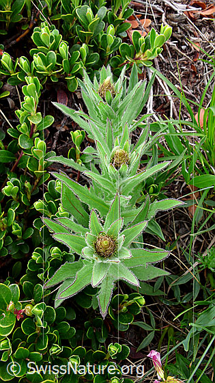 Foto: Flockenblumen, Blätter und Knospen
Lat.: Centaurea
Familie: Asteraceae