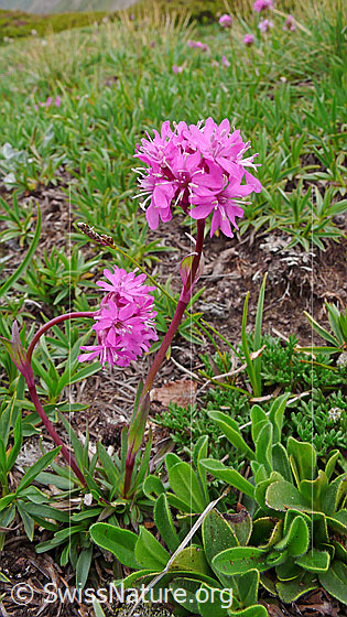 Foto: Alpen-Pechnelken 
Umgebung: Alpweide.
Lat.: Silene suecica 
Familie: Caryophyllaceae (Nelkengewächse)
Gattung: Silene (Leimkräuter)