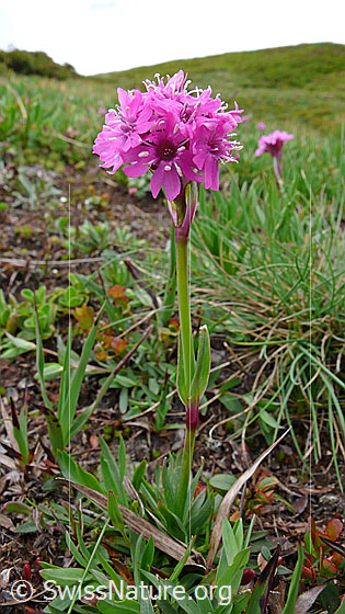 Foto: Alpen-Pechnelke (Silene suecica). Ganze Pflanze. Wird auch Alpen-Lichtnelke genannt.
Umgebung: Alpweide.
Lat.: Silene suecica 
Familie: Caryophyllaceae (Nelkengewächse)
Gattung: Silene (Leimkräuter)
