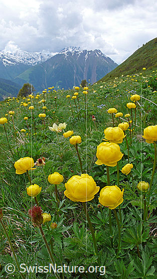 Foto: Trollblumen in Berglandschaft
Europäische Trollblume (Ankebälli)
Lat.: Trollius europaeus