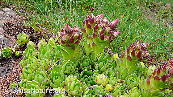 Foto: Berg-Hauswurz vor dem Aufblühen
Lat.: Sempervivum montanum
Familie: Crassulaceae (Dickblattgewächse)
Gattung: Sempervivum (Hauswurzen)