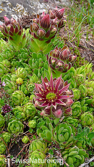 Foto: Berg-Hauswurz, Blüte, Blütenknospen und junge Blätter
Lat.: Sempervivum montanum
Familie: Crassulaceae (Dickblattgewächse)
Gattung: Sempervivum (Hauswurzen)
