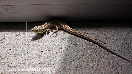 Foto: Zauneidechse (Lacerta agilis).
