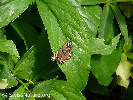 Photo: Pararge aegeria sitting on a leaf. Wings open.